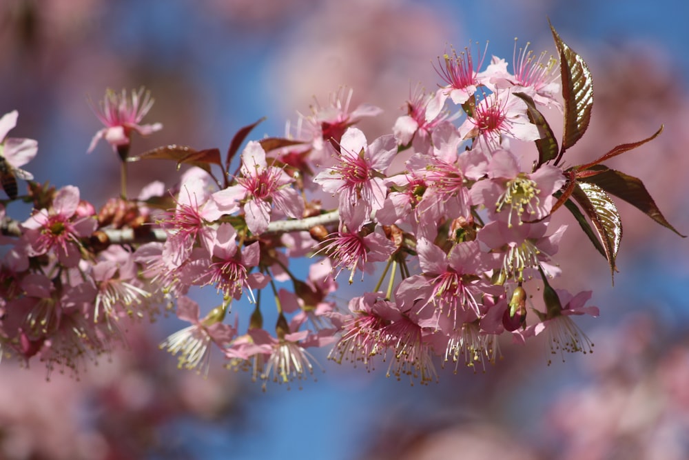 a branch of a cherry tree with pink flowers