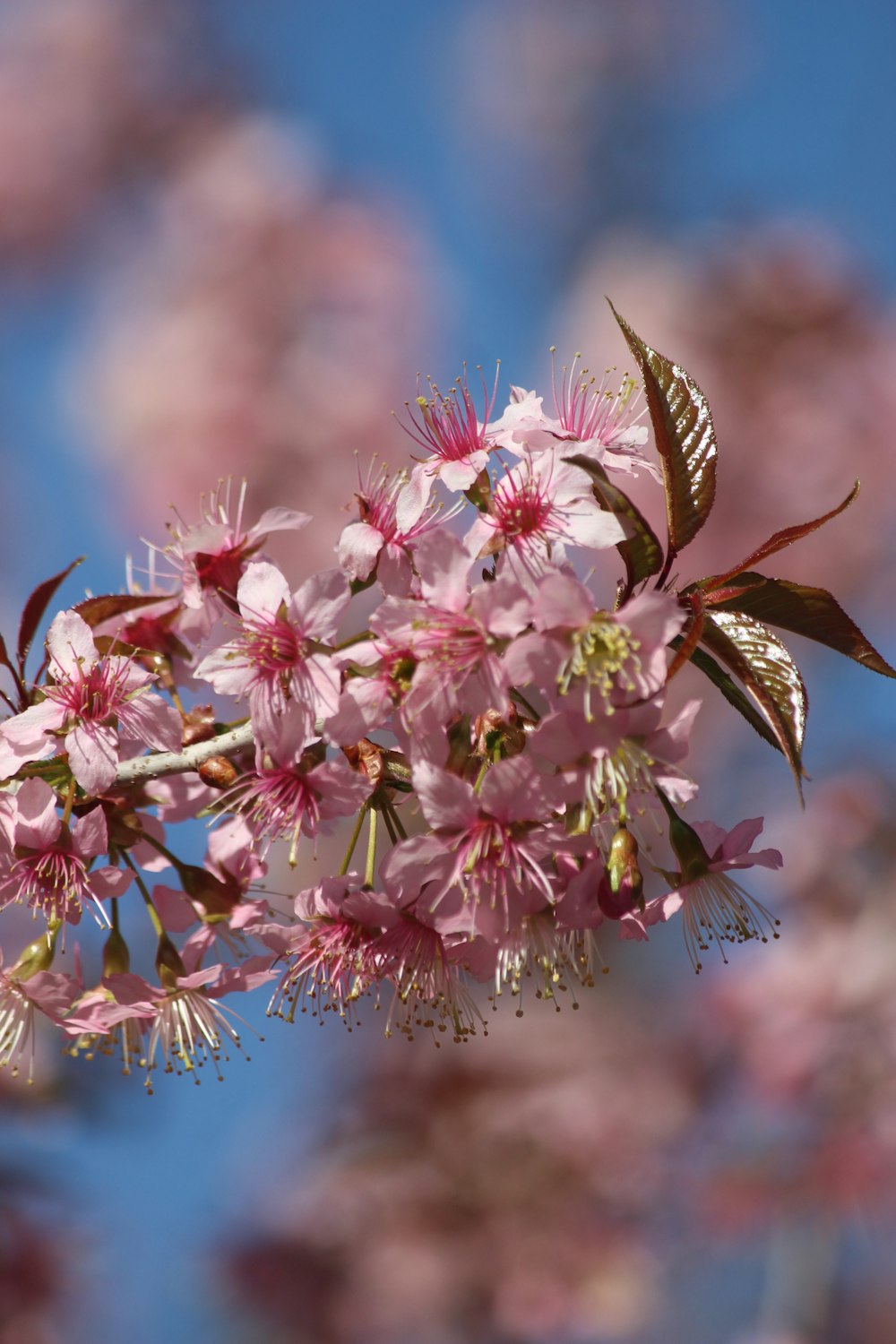 a branch of a cherry tree with pink flowers