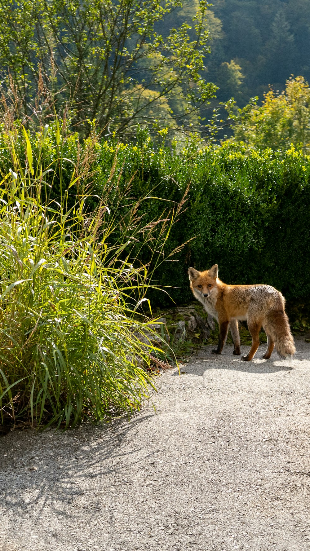 Un renard se tient au milieu de la route