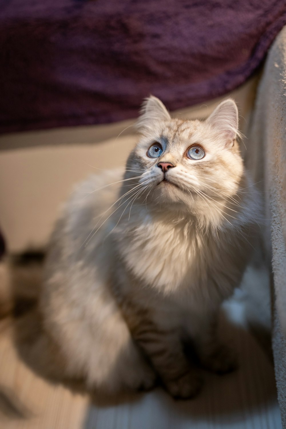 a white cat with blue eyes sitting on a bed