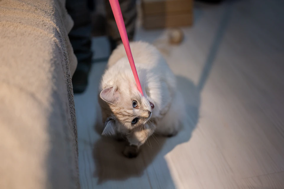A white cat is captured in a playful moment, its front paws extended and gripping a pink toy with both hands. The cat's eyes are focused intently on the camera, conveying a sense of curiosity and engagement. The background features a beige carpeted floor that extends to a wooden bookshelf filled with various items, suggesting an indoor setting.