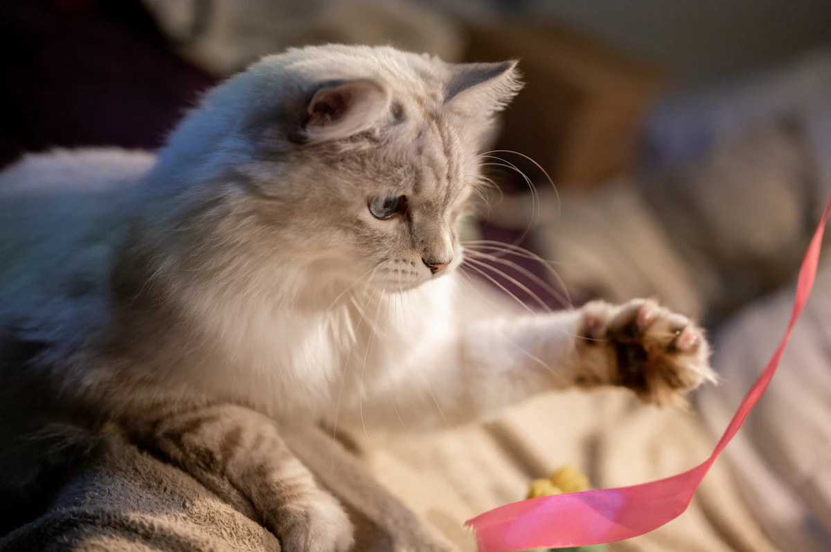 Gato saltando para atrapar una caña con plumas