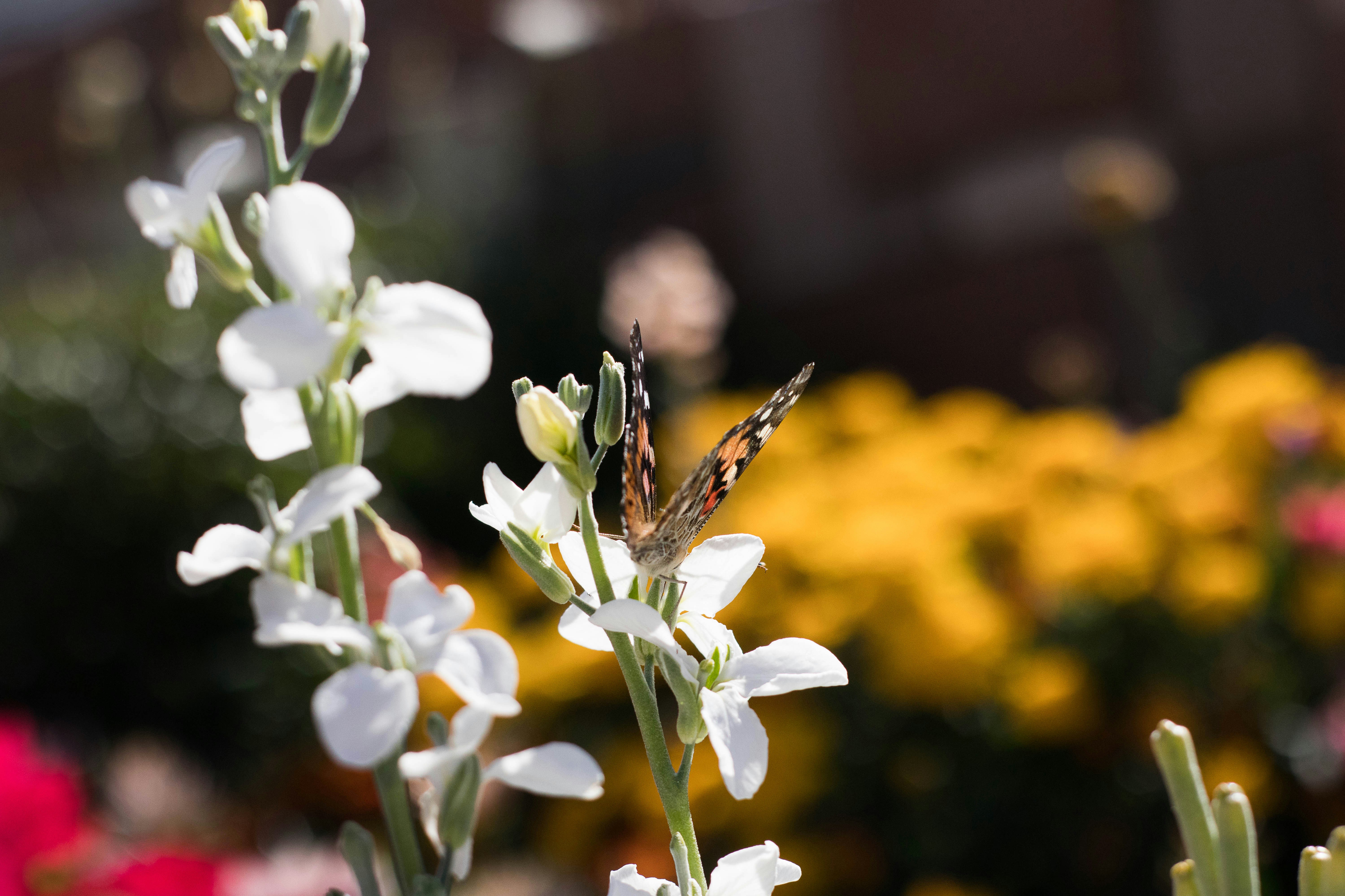 a close up of a flower with a building in the background