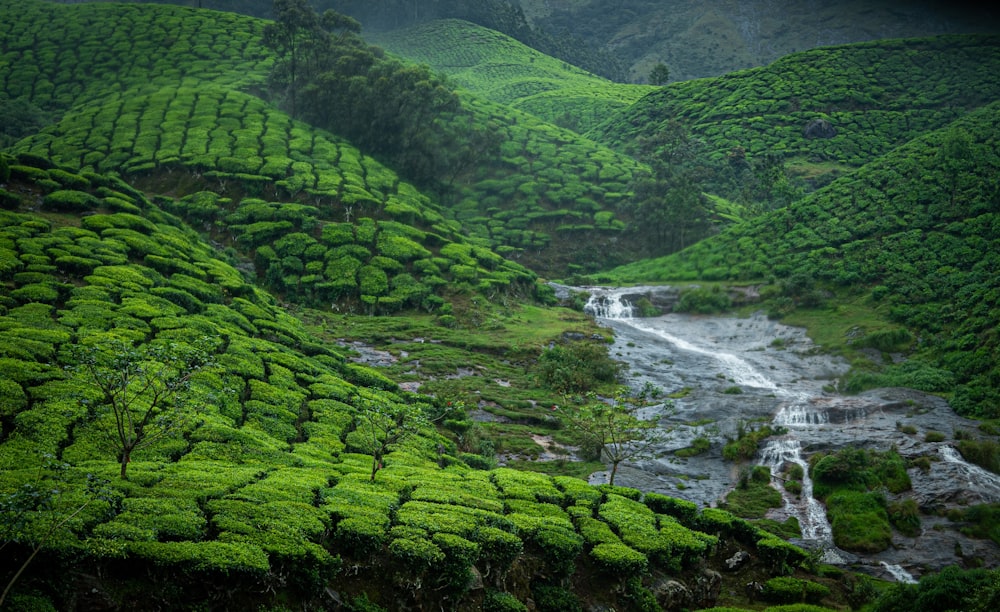 a lush green hillside with a stream running through it
