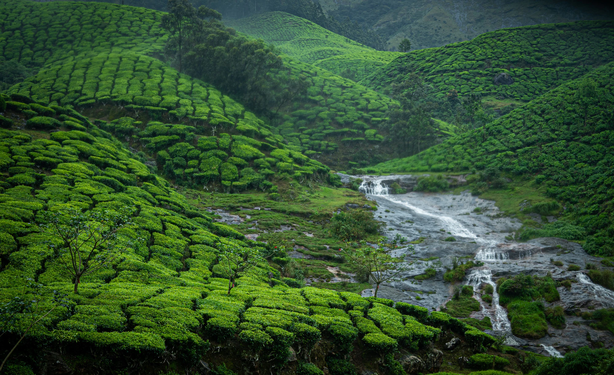 Tea gardens covering the hills of Munnar, Kerala, with a stream running through them