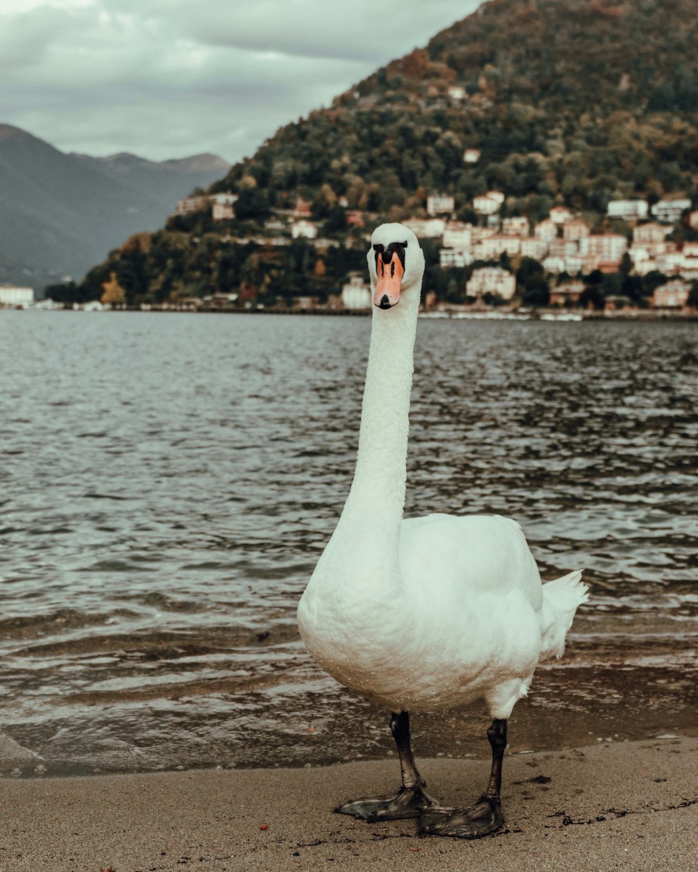 a white swan standing on top of a sandy beach