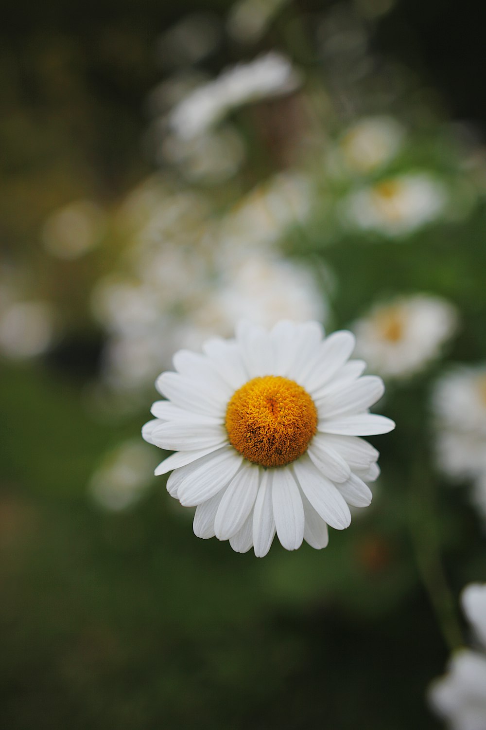 a close up of a white flower with a yellow center