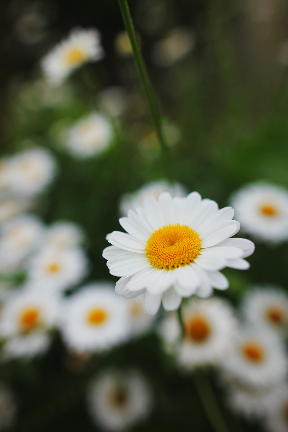 a close up of a white flower with yellow center