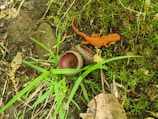 A stylish salamander habitat with natural wood and moss.