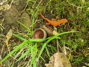 A vibrant orange salamander is resting on a bed of green moss. Nearby, there are two empty acorn caps on the ground surrounded by grass and dry leaves. The earthy tones of soil and the different shades of green create a natural woodland setting.