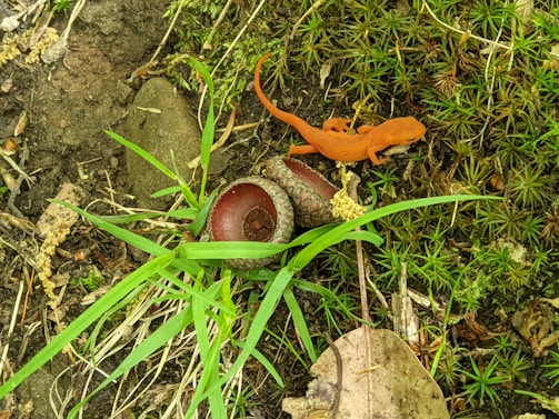 A vibrant orange salamander is resting on a bed of green moss. Nearby, there are two empty acorn caps on the ground surrounded by grass and dry leaves. The earthy tones of soil and the different shades of green create a natural woodland setting.