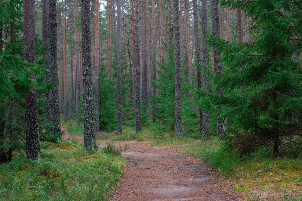 a dirt road in the middle of a forest