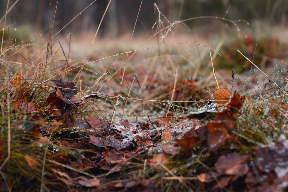 a bunch of leaves that are on the ground