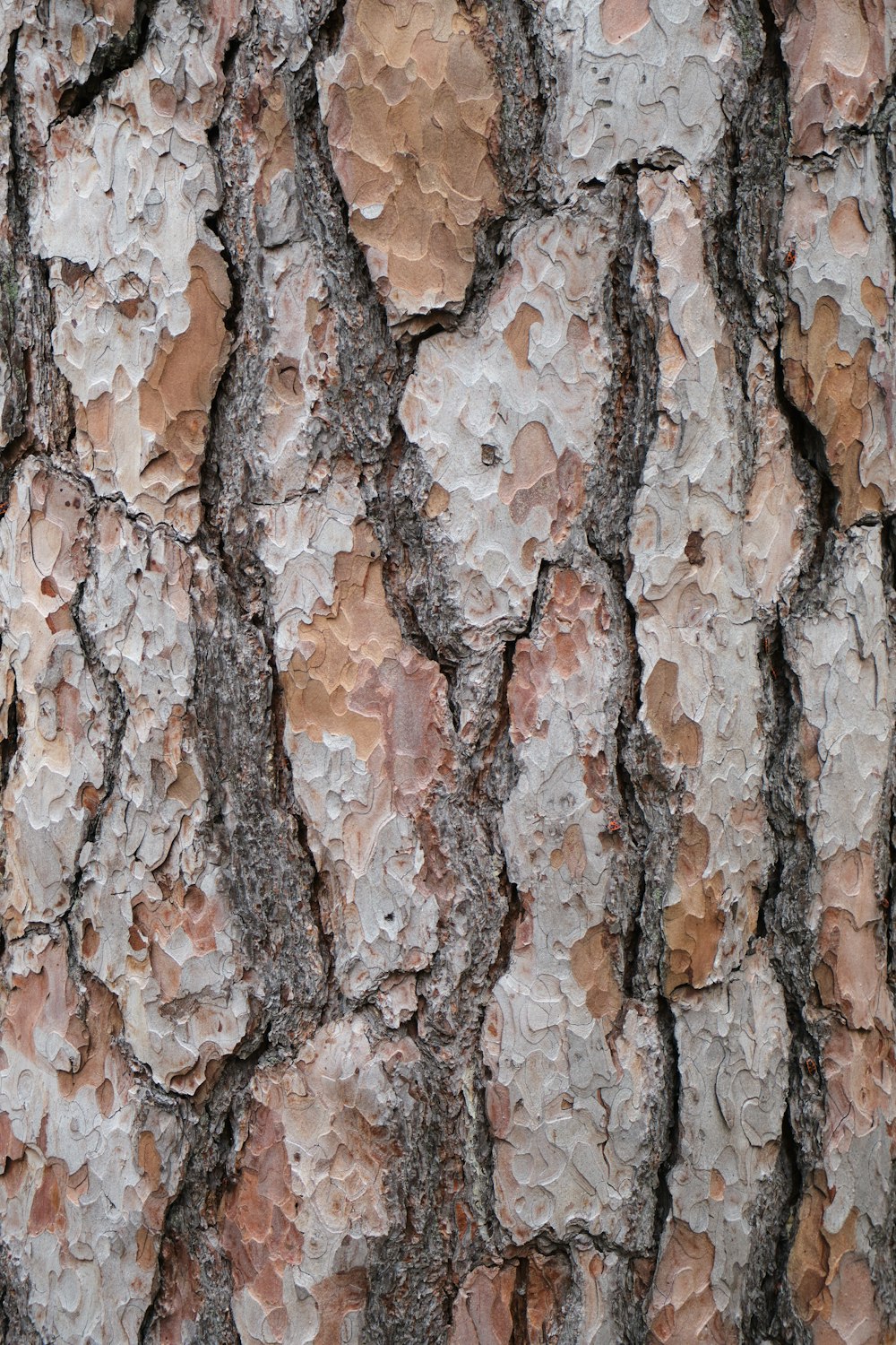 a close up of the bark of a tree