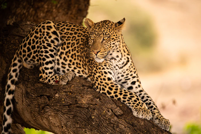 A leopard draped along a tree branch in golden light in the Sabi Sand reserve