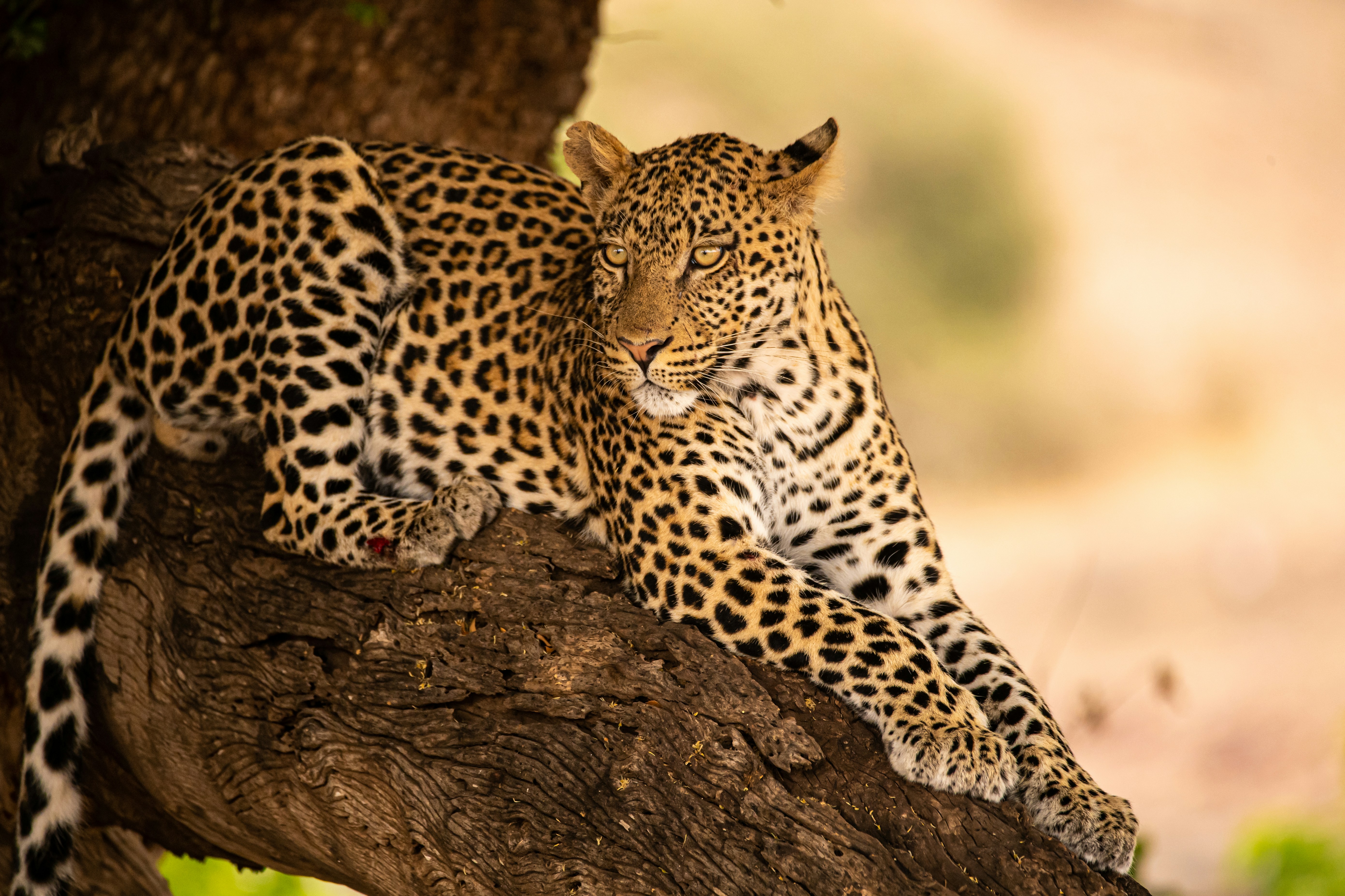 Relaxed Leopard lying on a tree