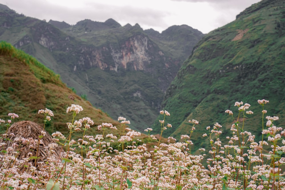 Ein Blumenfeld mit Bergen im Hintergrund