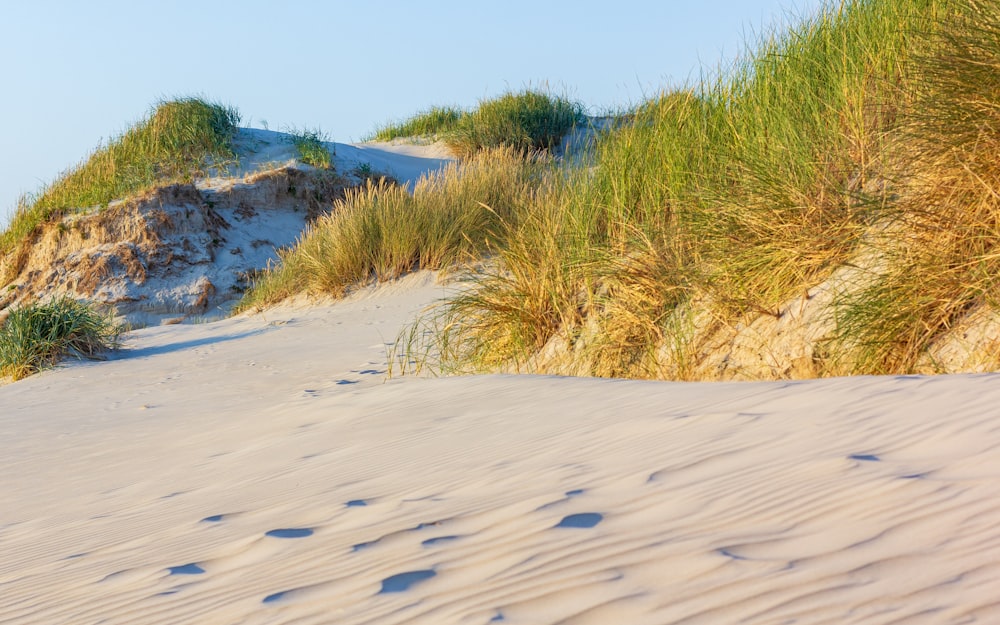 a sand dune with grass growing out of it