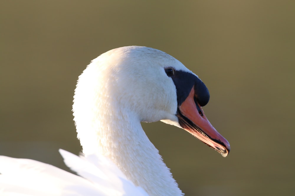 a close up of a swan with a blurry background
