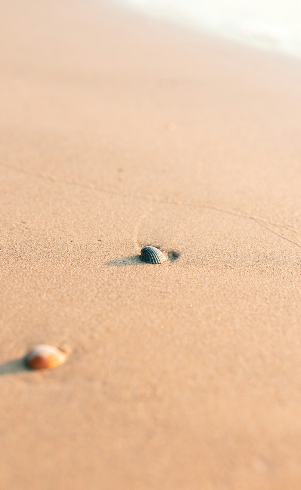 a small shell on the sand of a beach