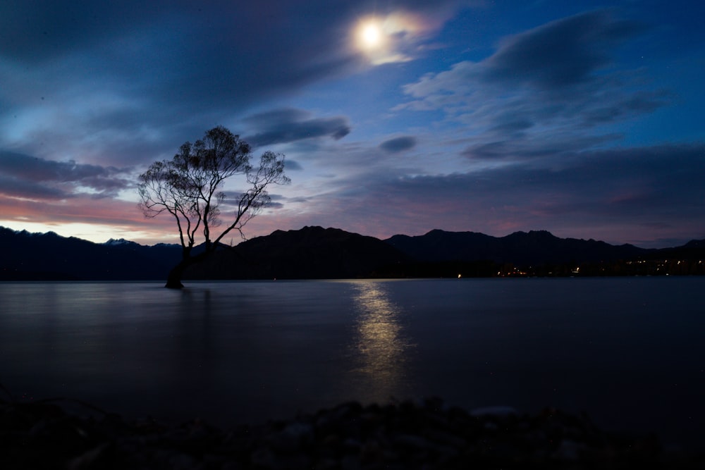 a lone tree in the middle of a lake at night