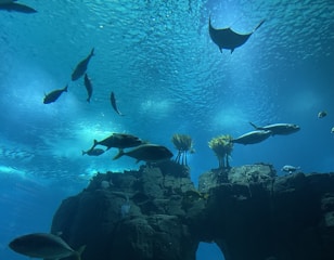 A vibrant underwater scene with various species of fish swimming around rock formations. Coral and plant life can be seen attached to the rocks, and the clear blue water conveys a sense of peace and tranquility.