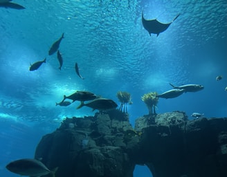 A balanced underwater ecosystem with a mix of plants and colorful fish swimming peacefully