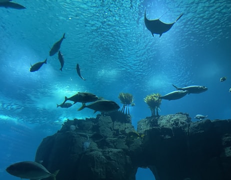 A vibrant underwater scene with various species of fish swimming around rock formations. Coral and plant life can be seen attached to the rocks, and the clear blue water conveys a sense of peace and tranquility.