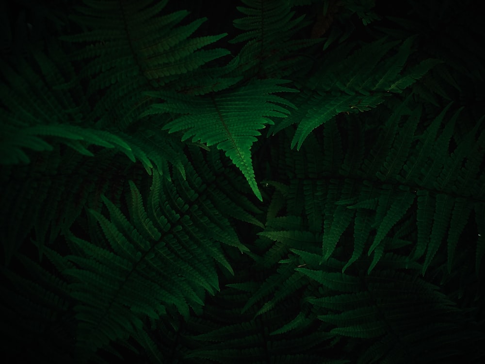 a close up of a green plant in the dark
