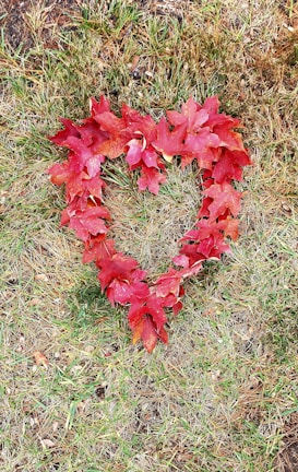 A heart shape is formed with vibrant red leaves, situated on a grassy area with patches of green and brown grass. The arrangement stands out against the natural background.