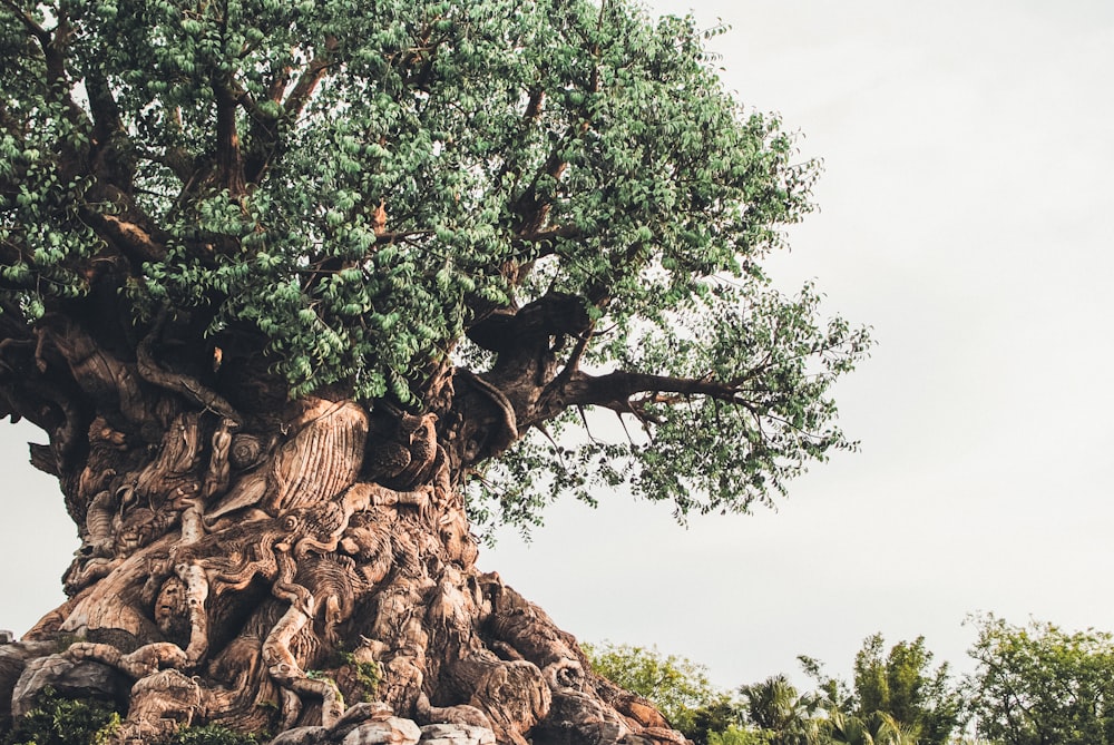 a very large tree with lots of leaves on it