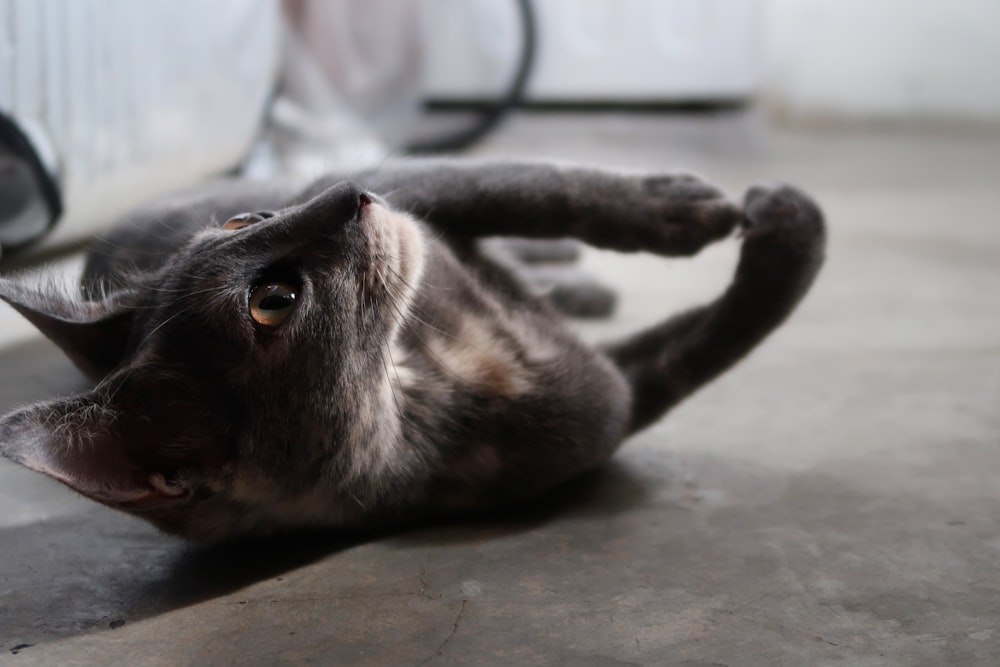 a cat laying on its back on the floor