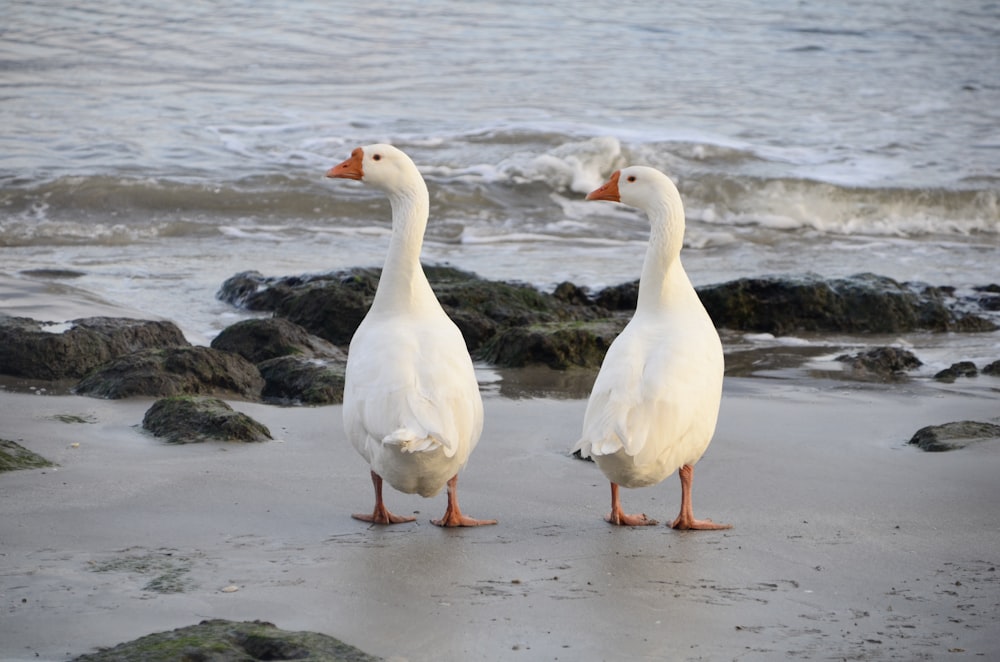two white ducks standing on a beach next to the ocean
