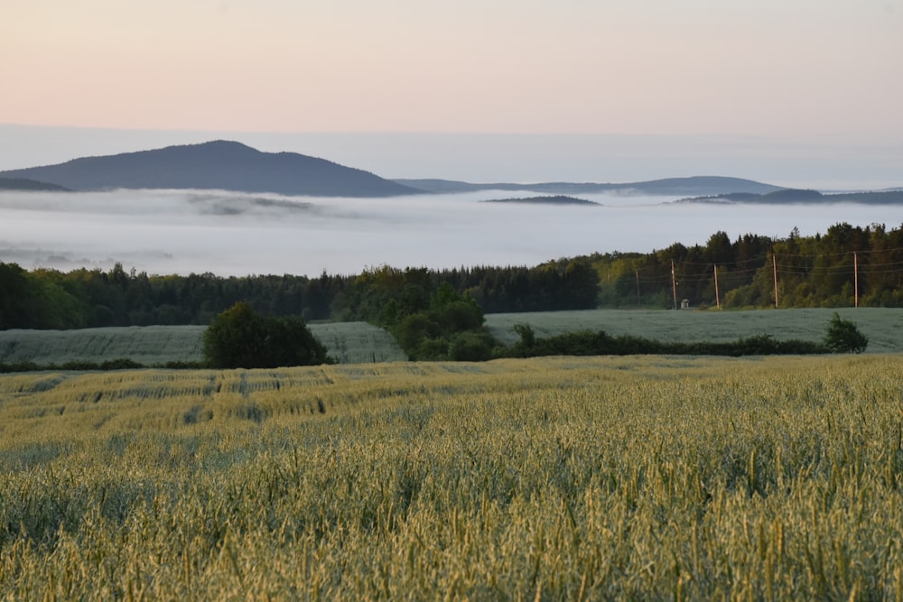 a field of grass with fog in the distance