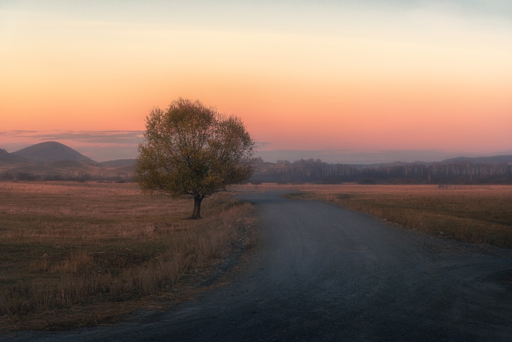 a lone tree on the side of a dirt road