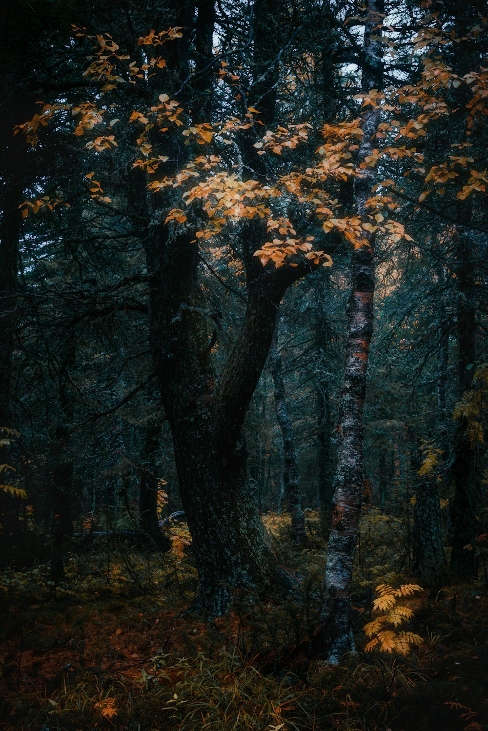 a forest filled with lots of trees covered in leaves