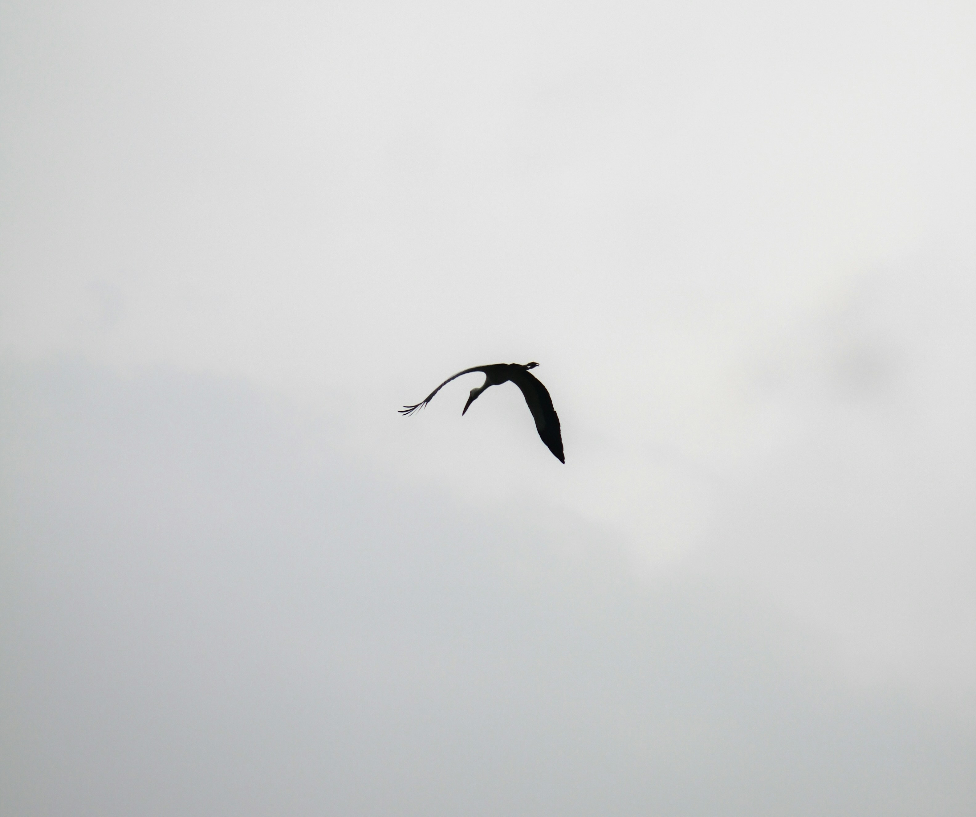 Photo by theroys