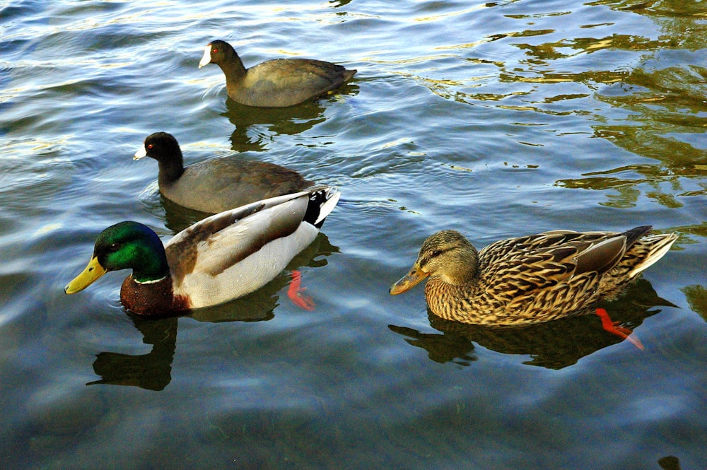 a group of ducks floating on top of a lake