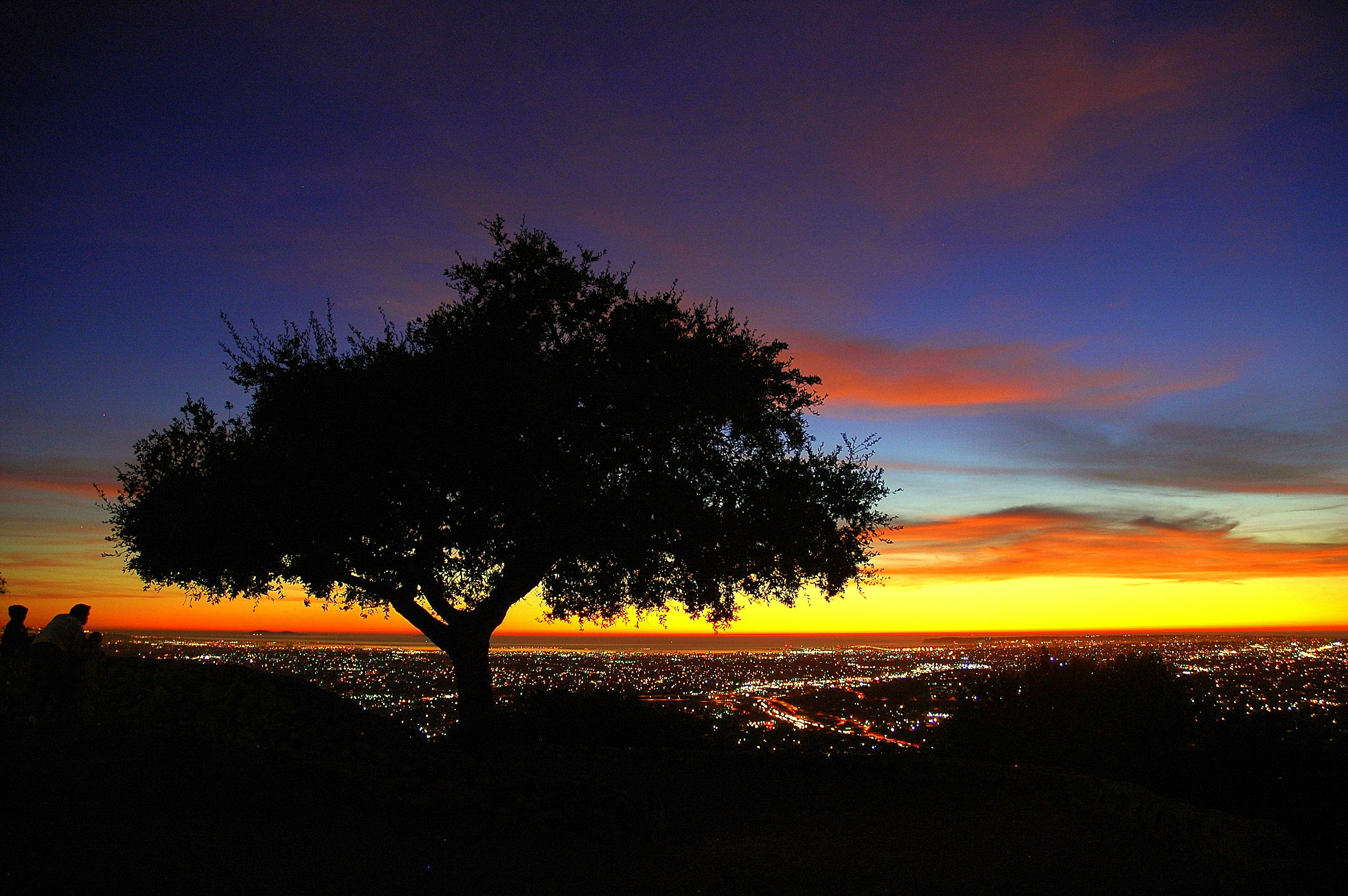 街の夕日を背景に木がシルエット