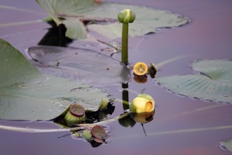Several lotus buds and leaves float on the water surface. The largest bud is closed and green, while others are starting to open, revealing yellow centers. Dragonflies rest on the leaves and buds, creating a tranquil and serene waterscape.