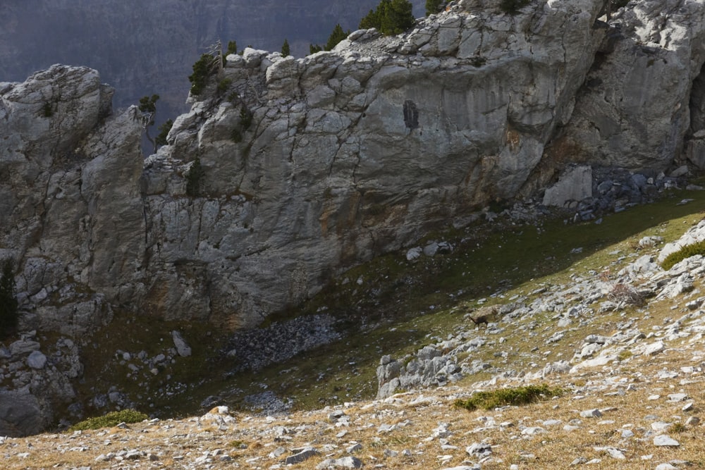 a mountain goat standing on the side of a cliff
