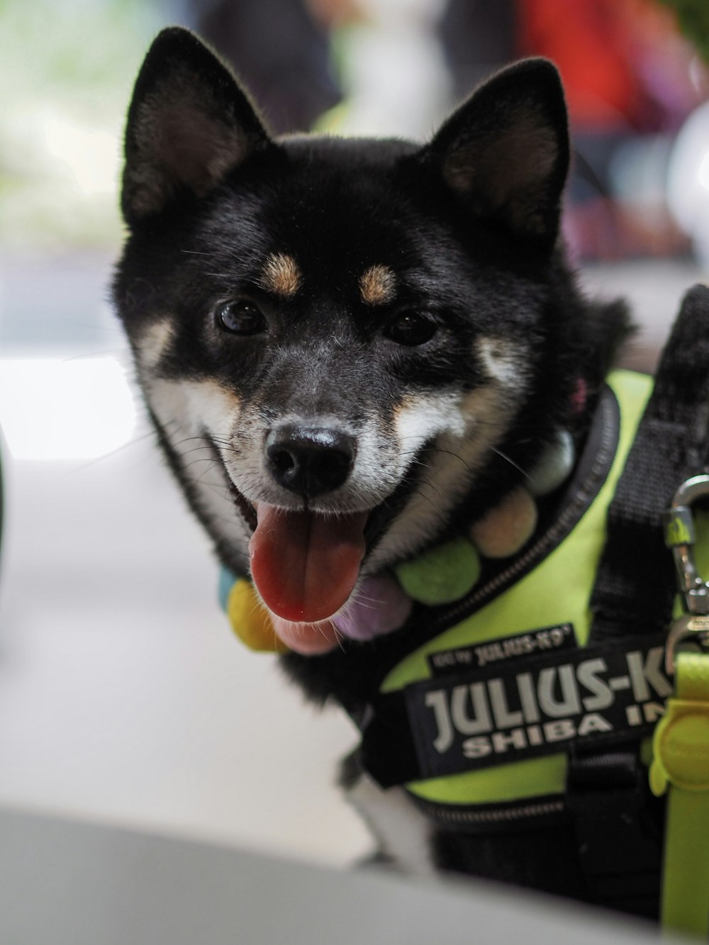 a black and white dog wearing a yellow vest