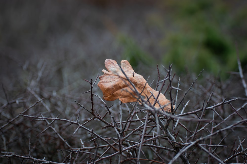 a leaf that is sitting on a branch