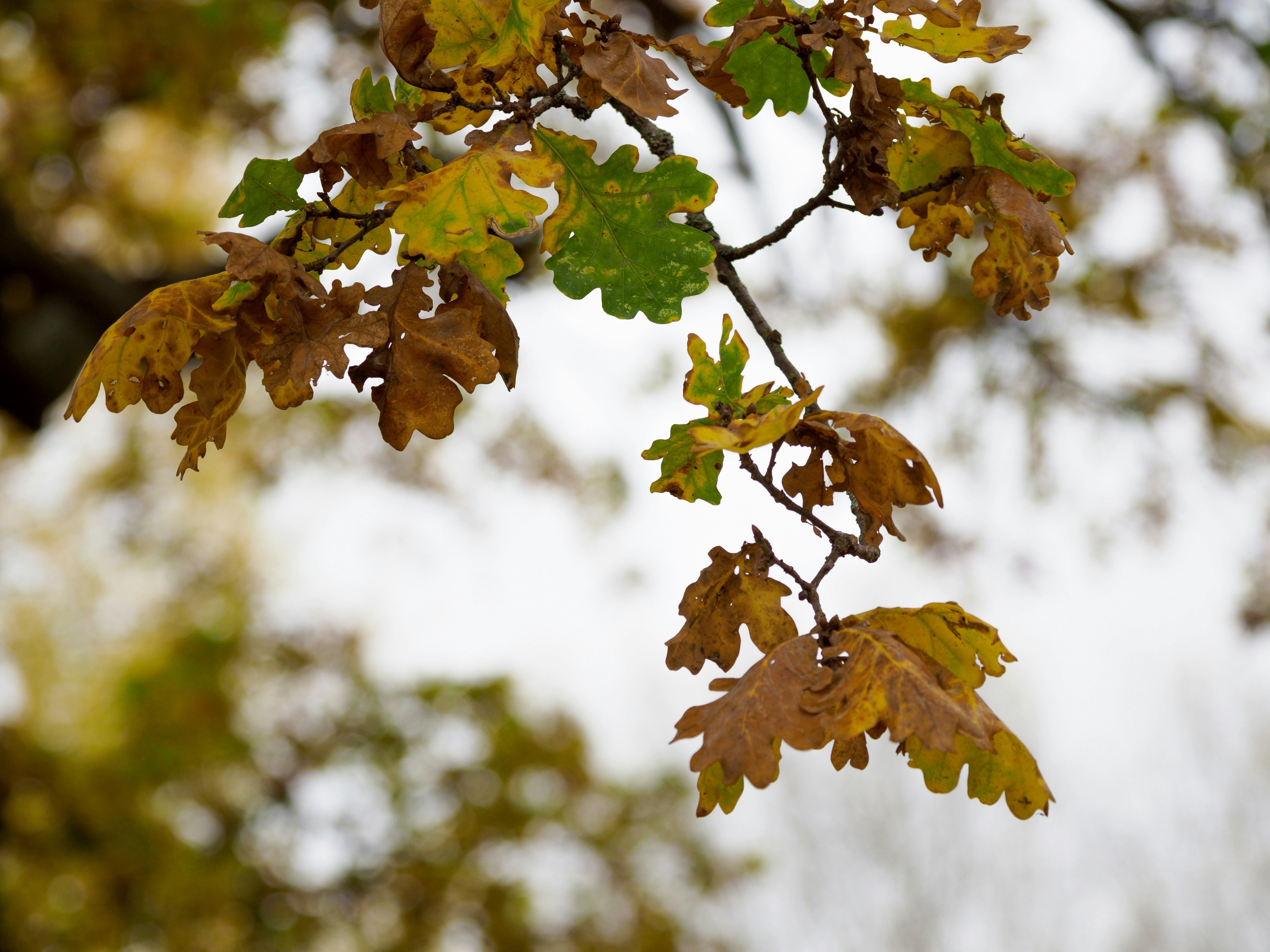 Photo by brett_jordan