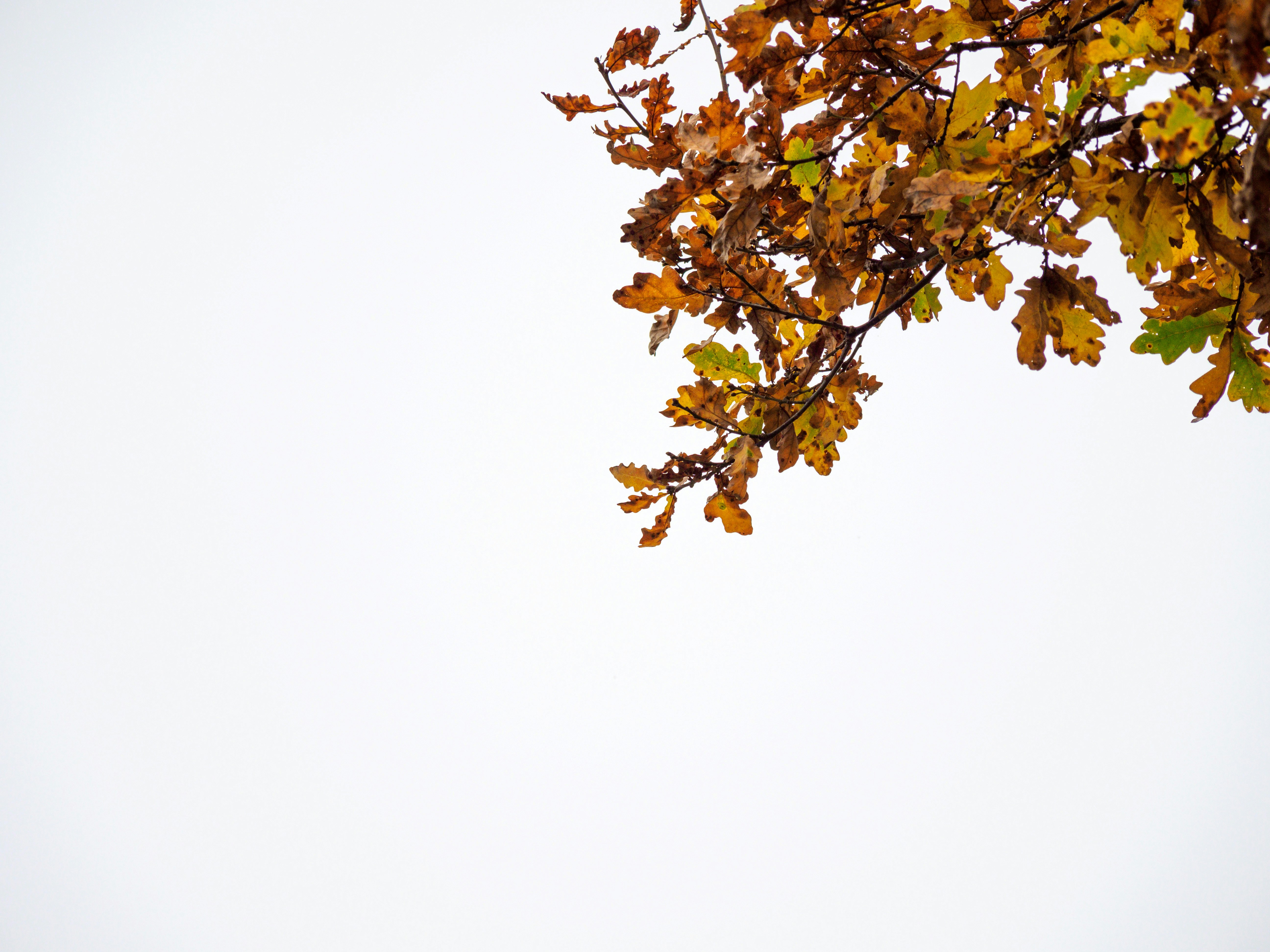 Photo by brett_jordan