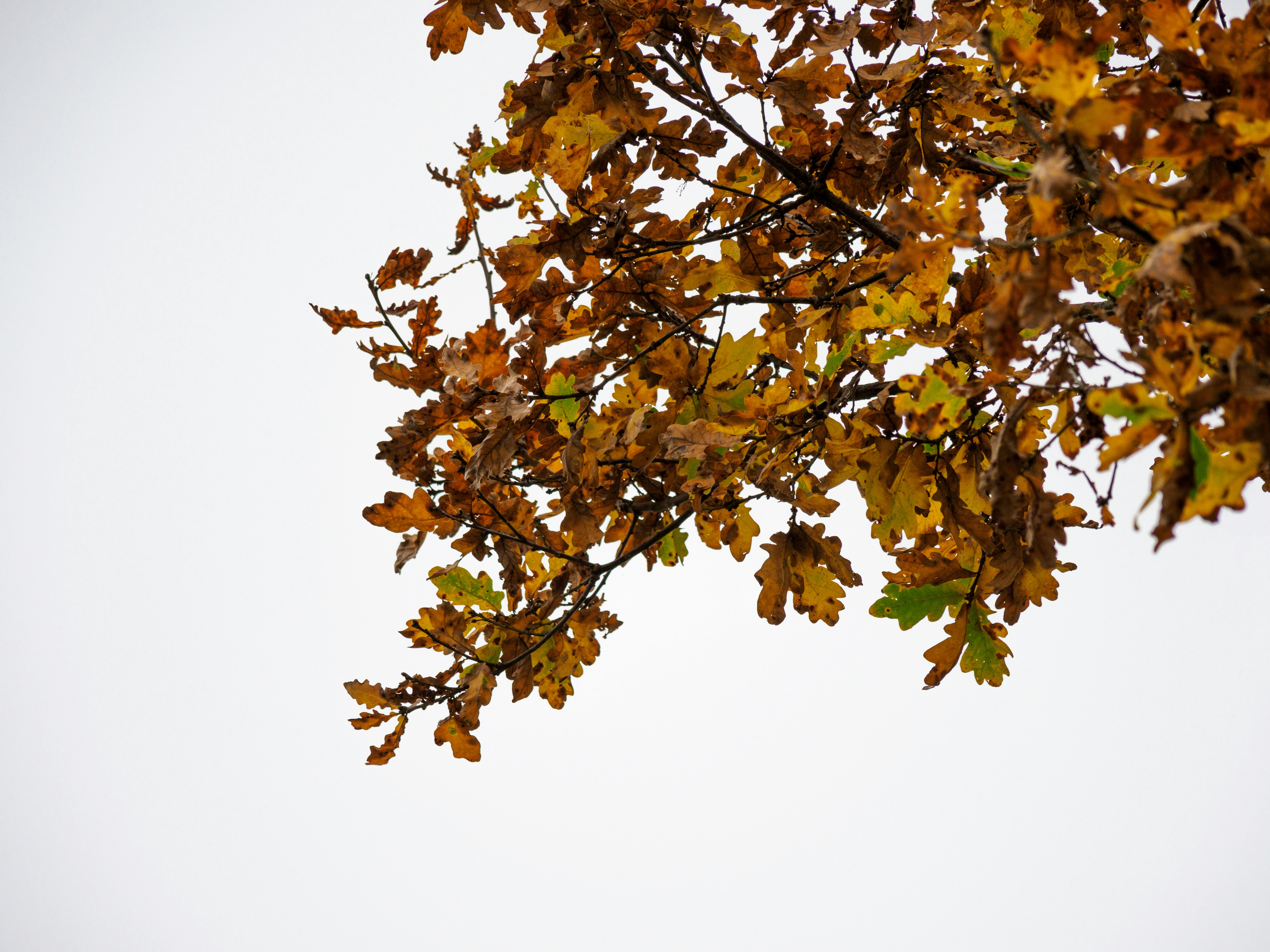 Photo by brett_jordan