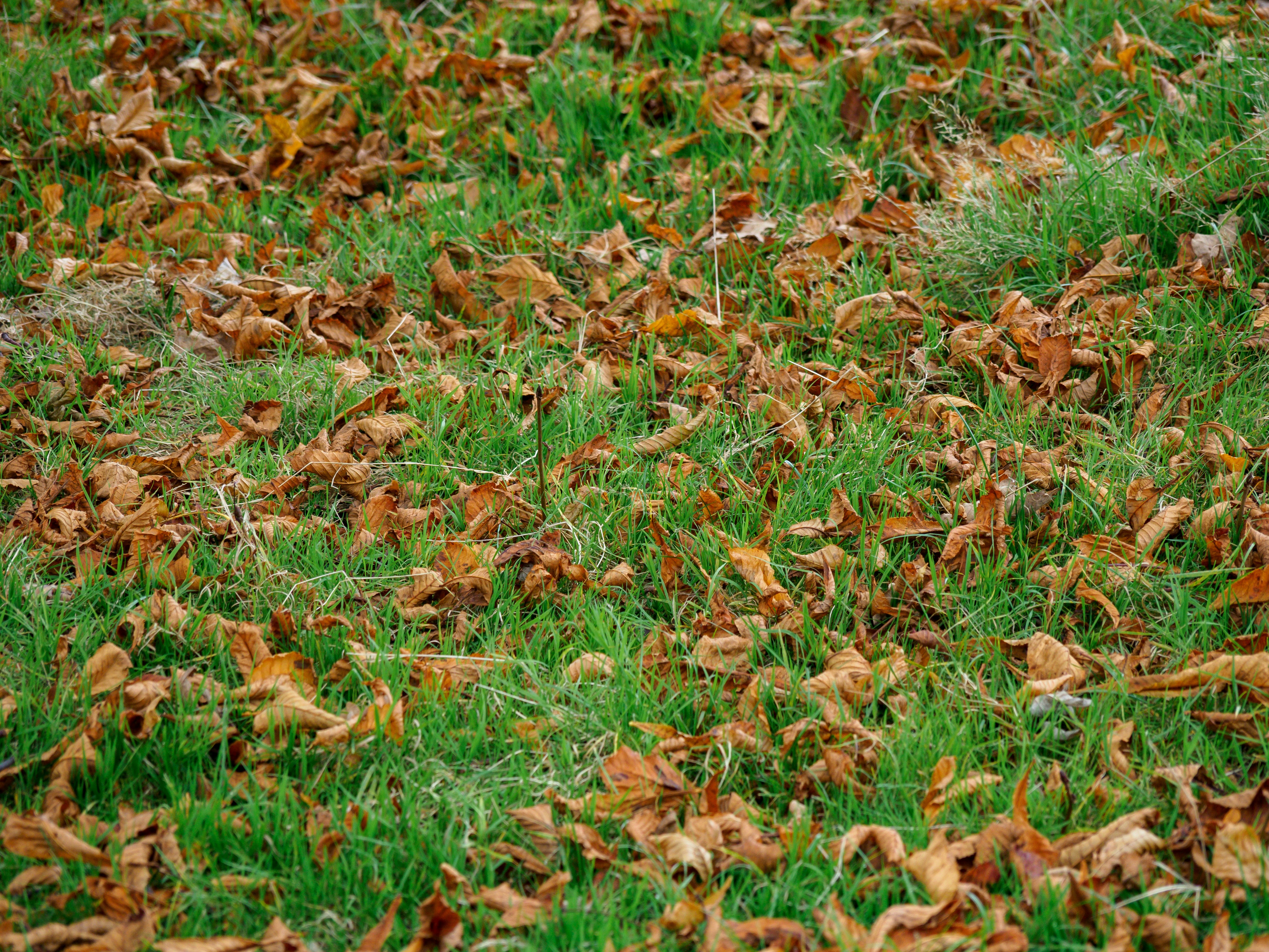 Photo by brett_jordan