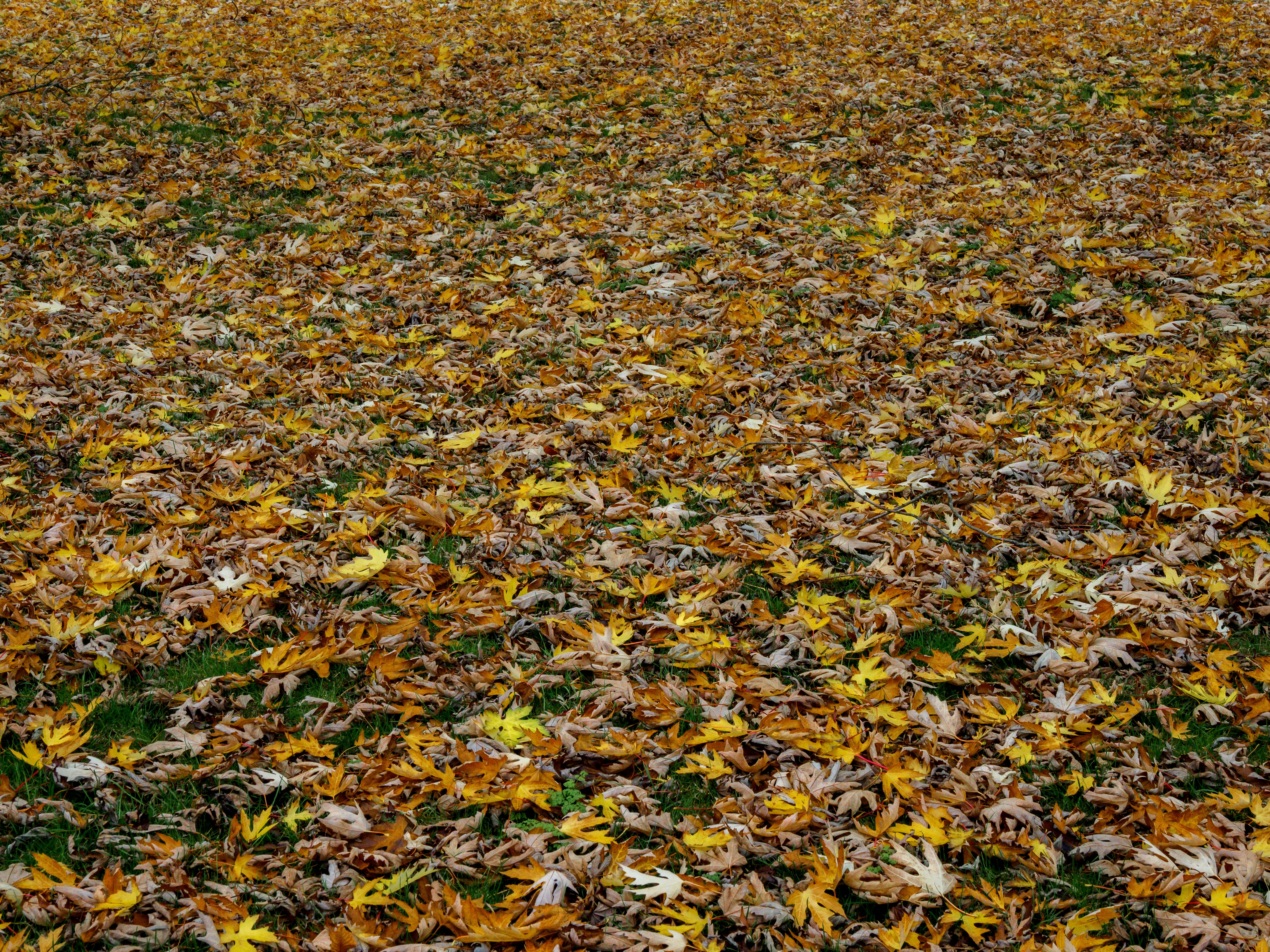 Photo by brett_jordan