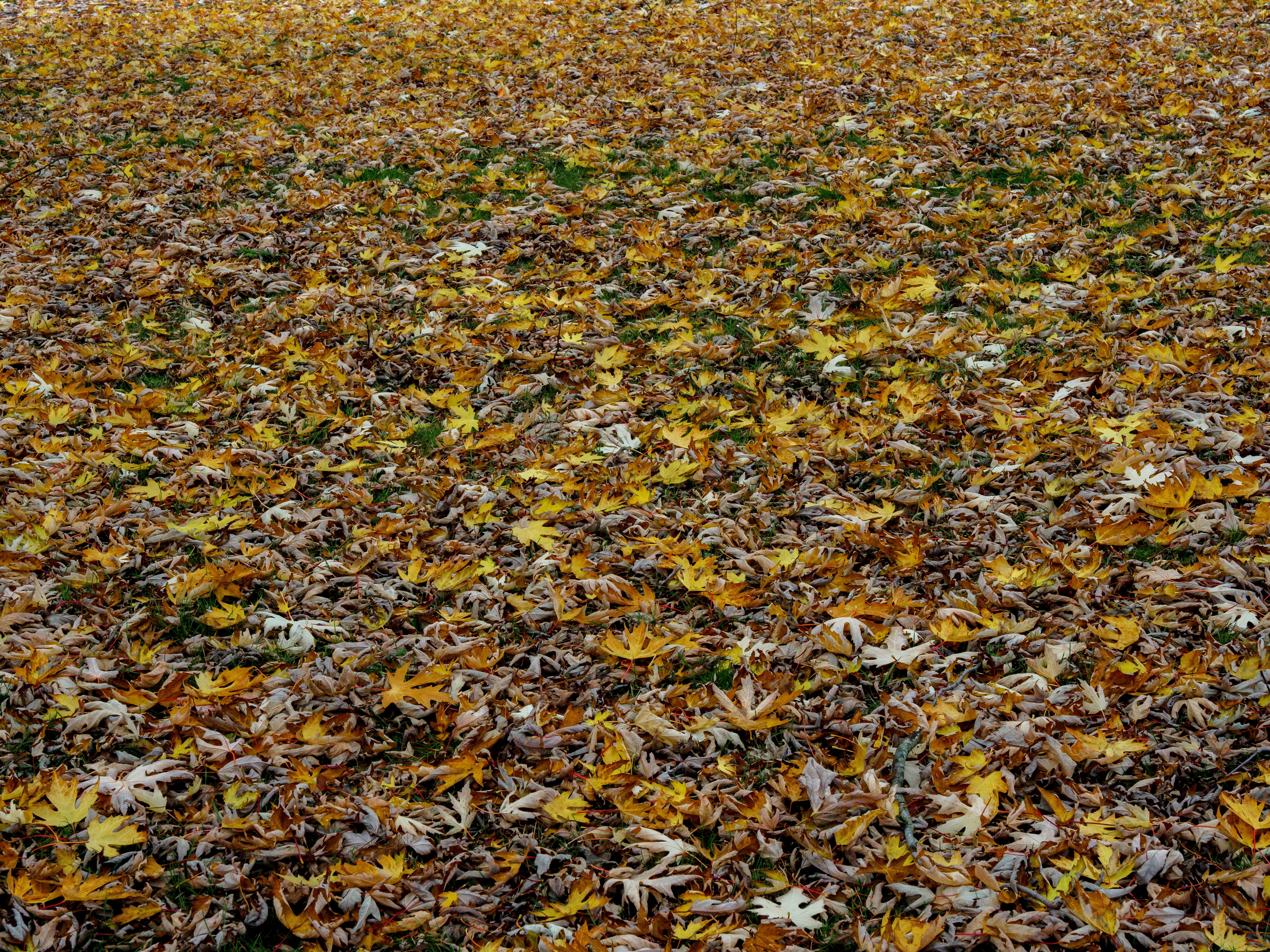 Photo by brett_jordan