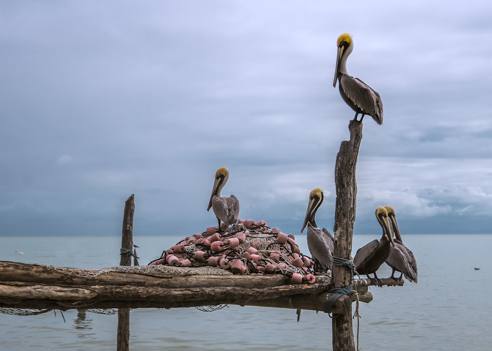 a flock of pelicans sitting on top of a pile of sand